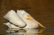 GANNETS, FULMARS, PELICANS, AND CORMORANTS